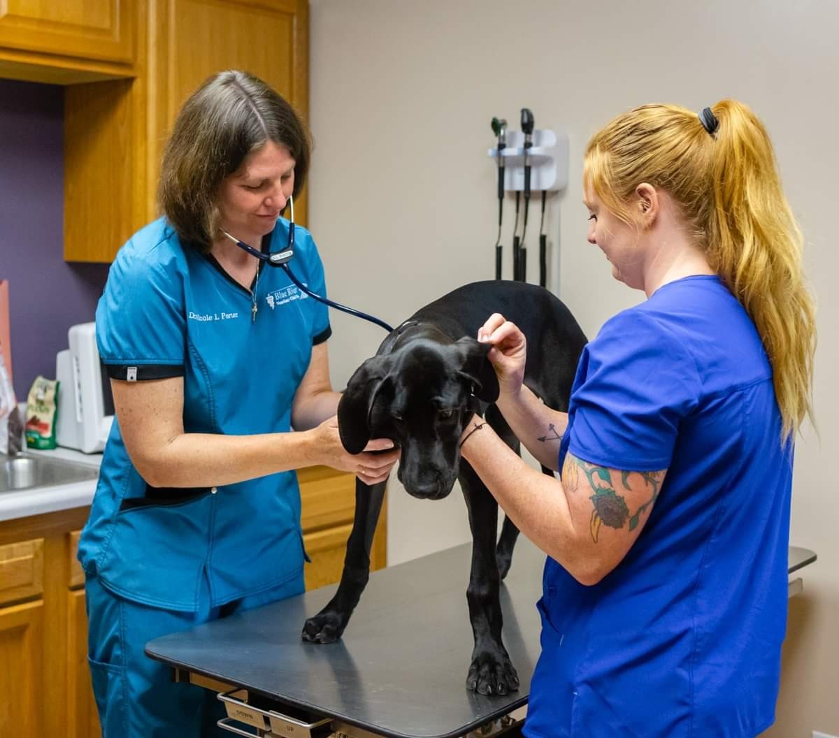 Comprehensive Wellness Exams Blue River Veterinary Clinic